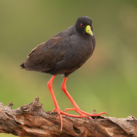 Black Crake